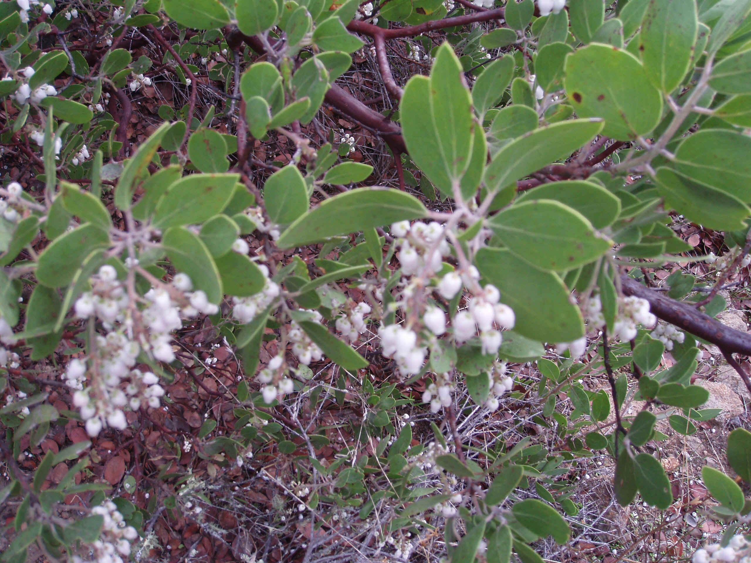 100_0021.JPG (1181582 bytes)