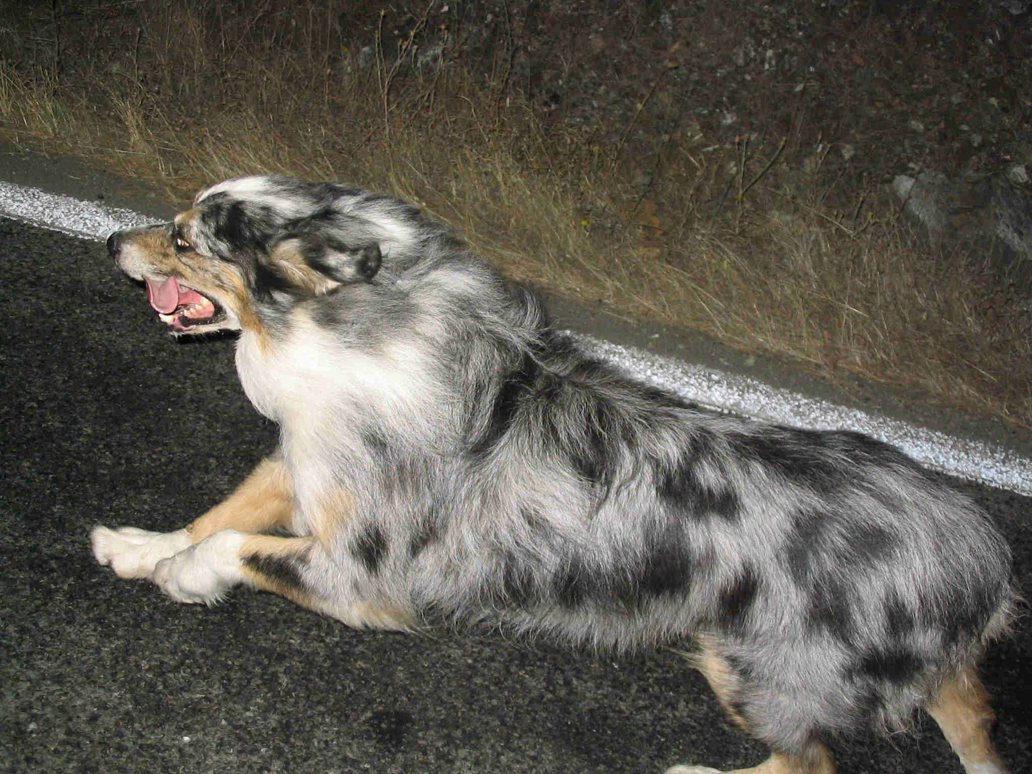 Azul Movin'.jpg (233995 bytes)