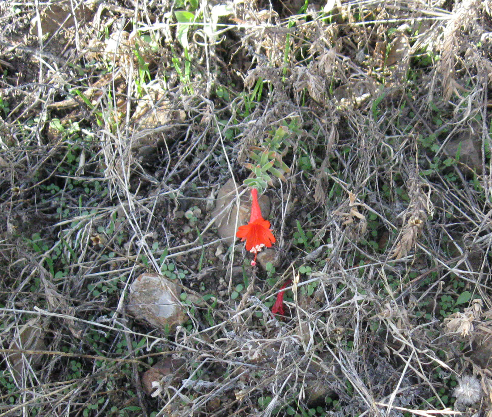 Beeline036.jpg (6648167 bytes)