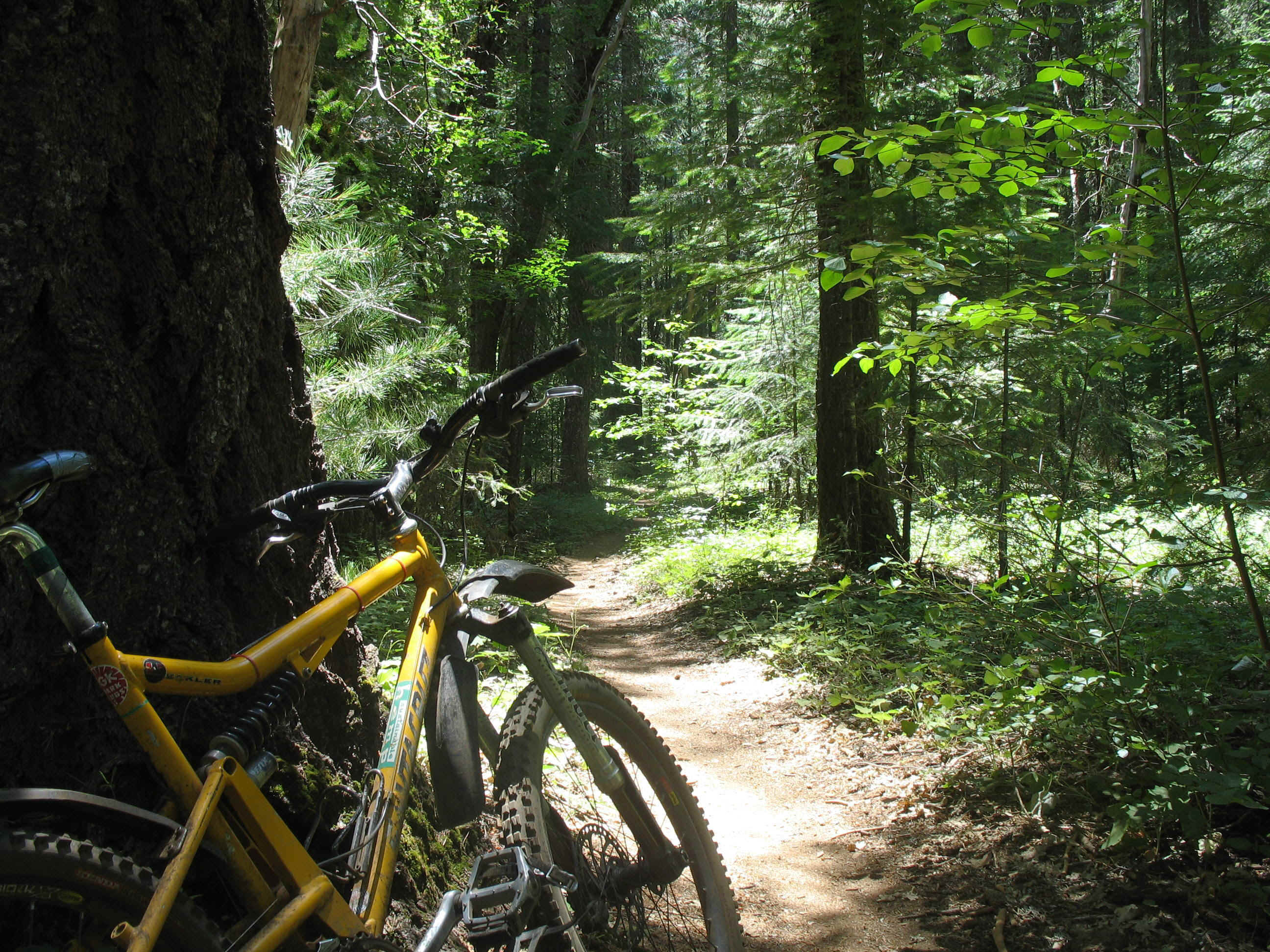 CB Trail in woods.jpg (1169110 bytes)