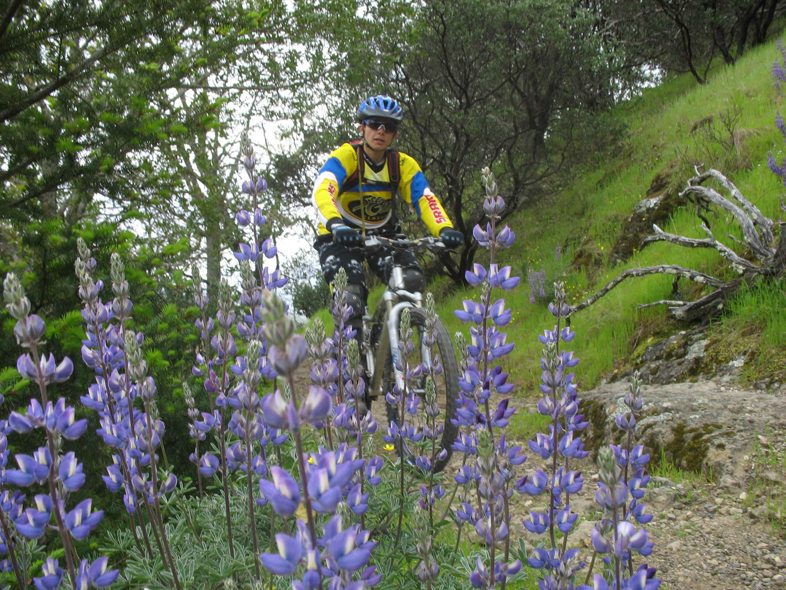 Celia lupine.jpg (961416 bytes)