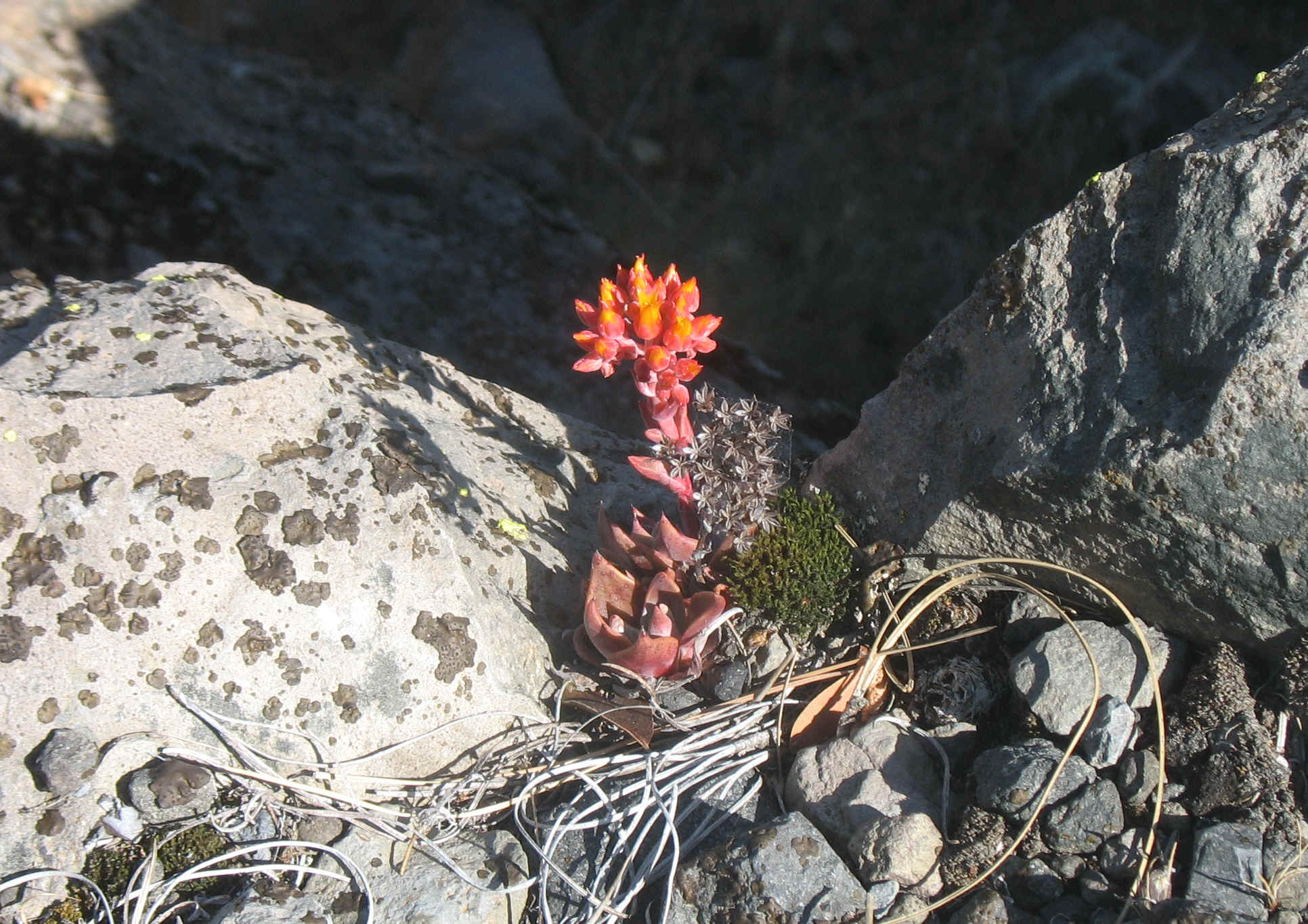 Deep Issue Massage 013.jpg (1920013 bytes)