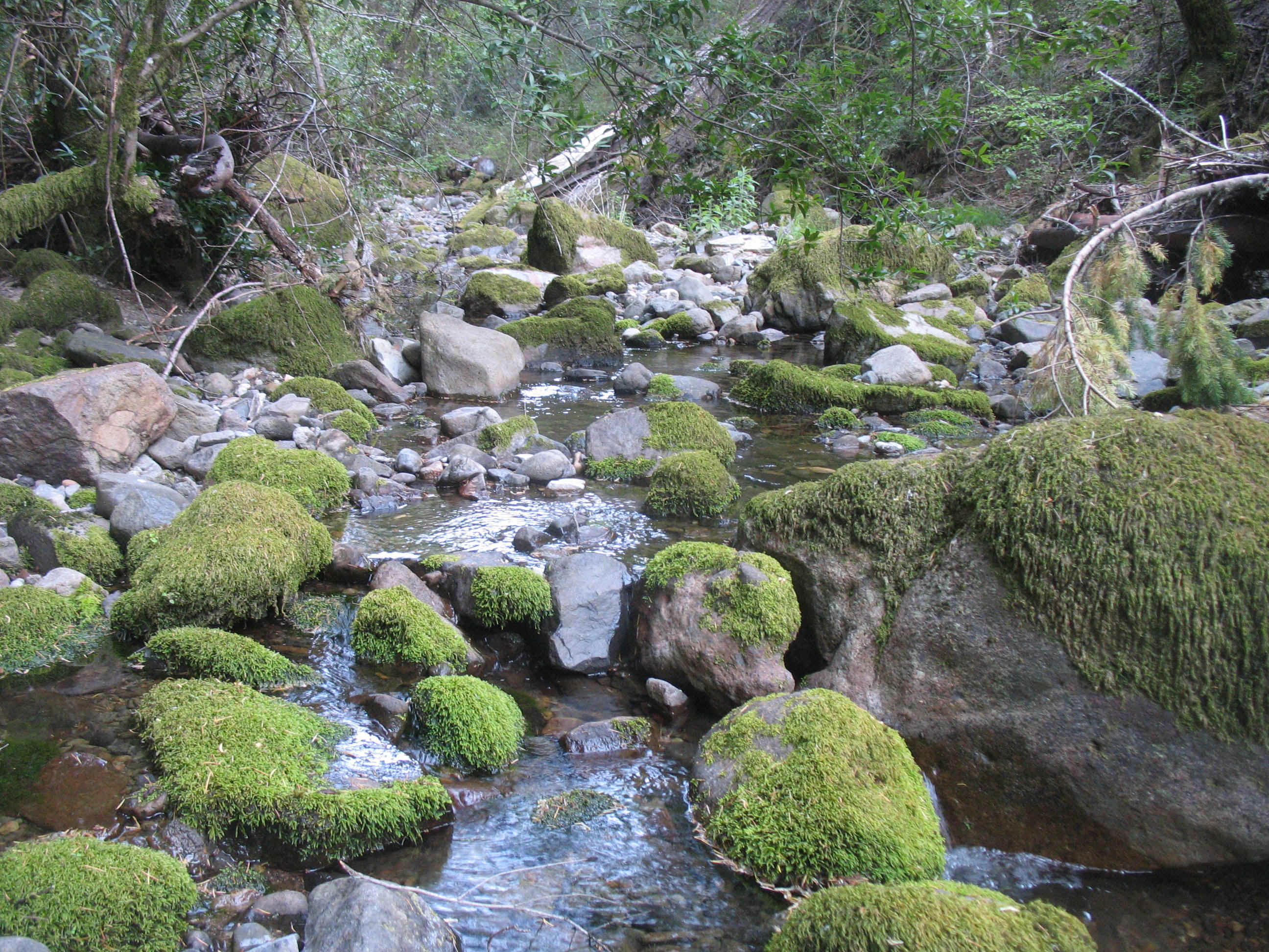 Deep Issue Massage 045.jpg (1211347 bytes)