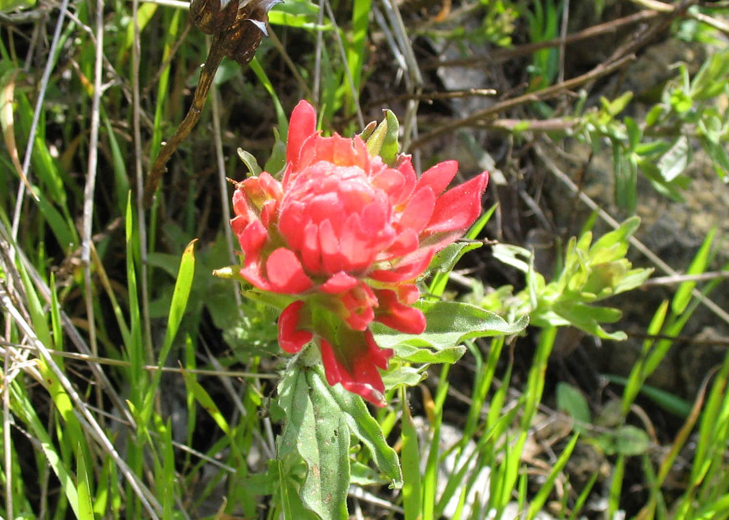 FWGS1344.jpg (1236794 bytes)