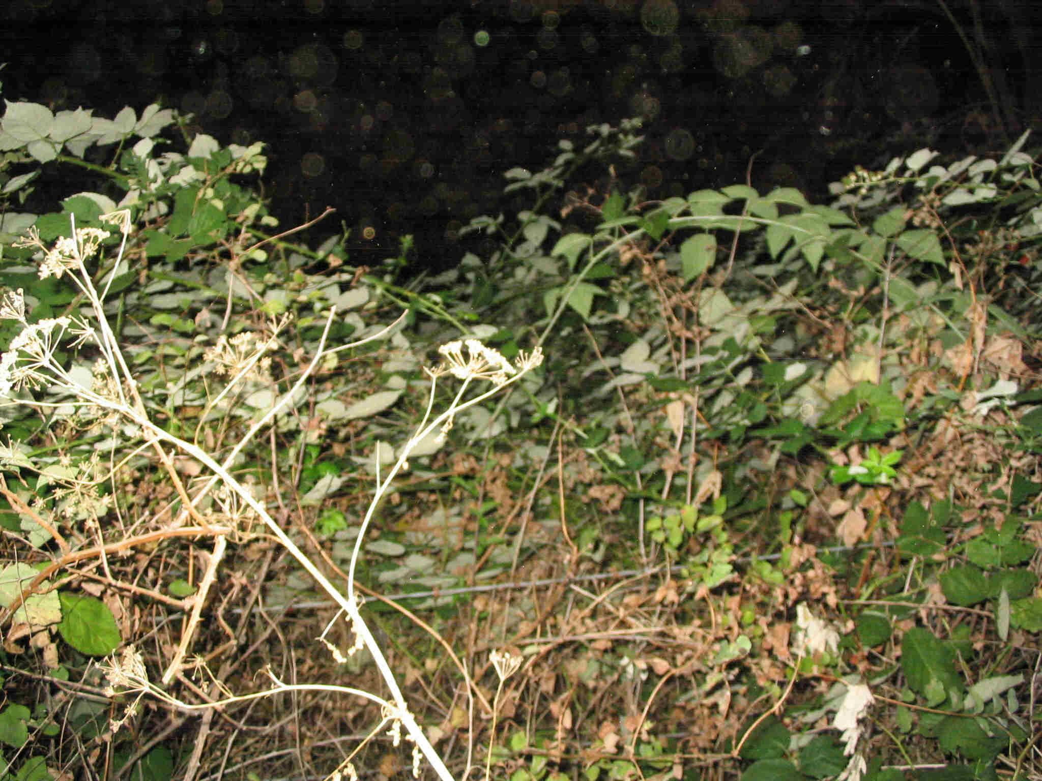 Gnarl brush.jpg (227333 bytes)