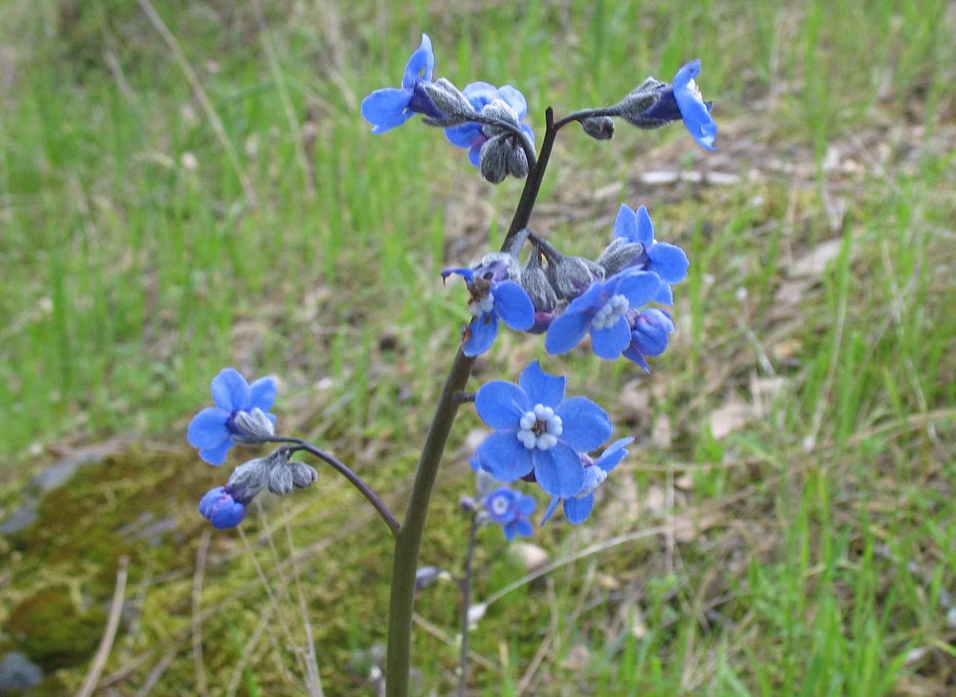 Grand hound.jpg (529772 bytes)