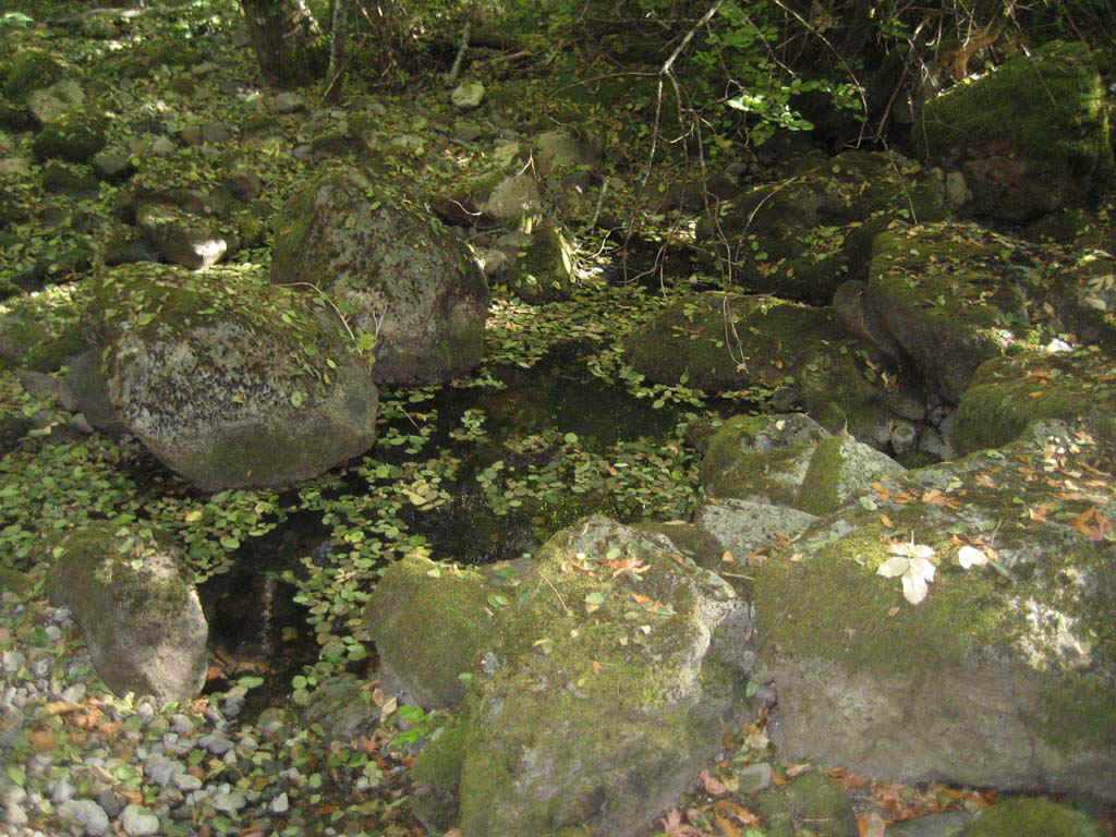 LeavesInCreek.jpg (176485 bytes)