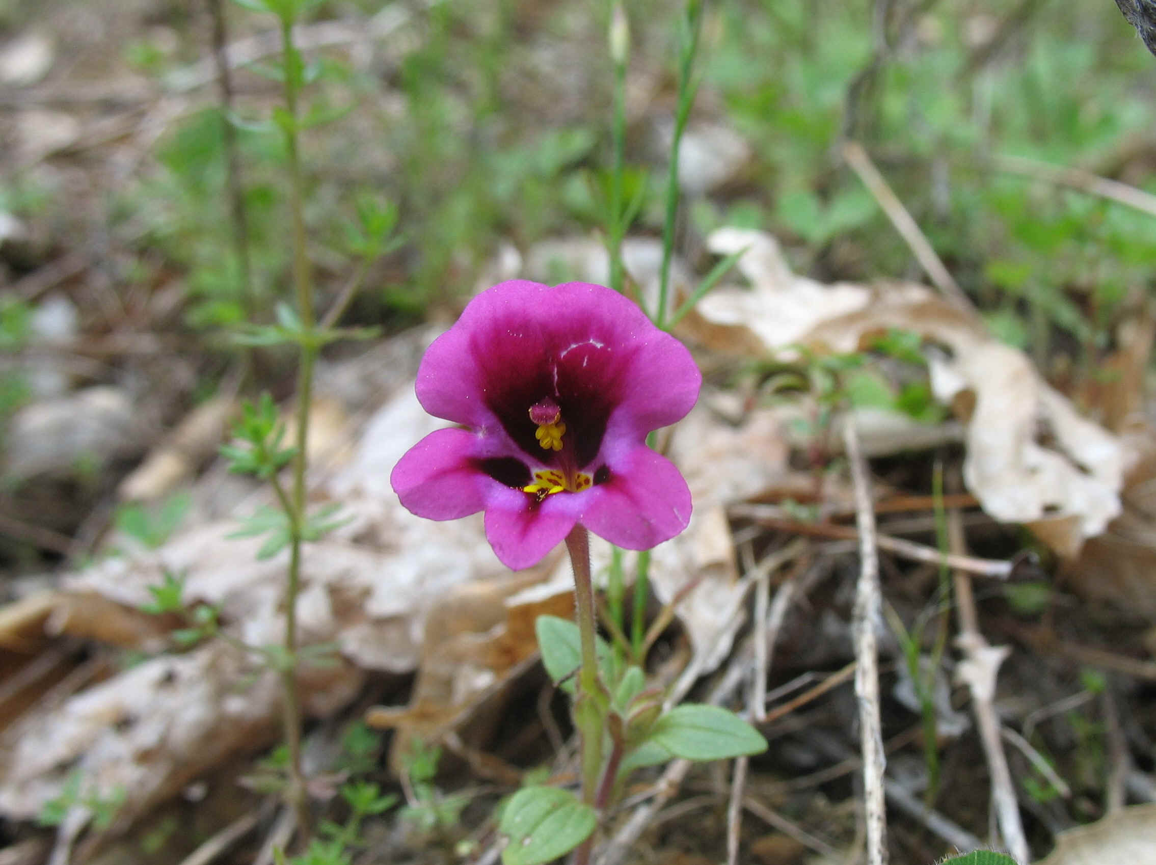 Mimulus.jpg (456569 bytes)