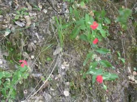 New Flower II.jpg (38177 bytes)