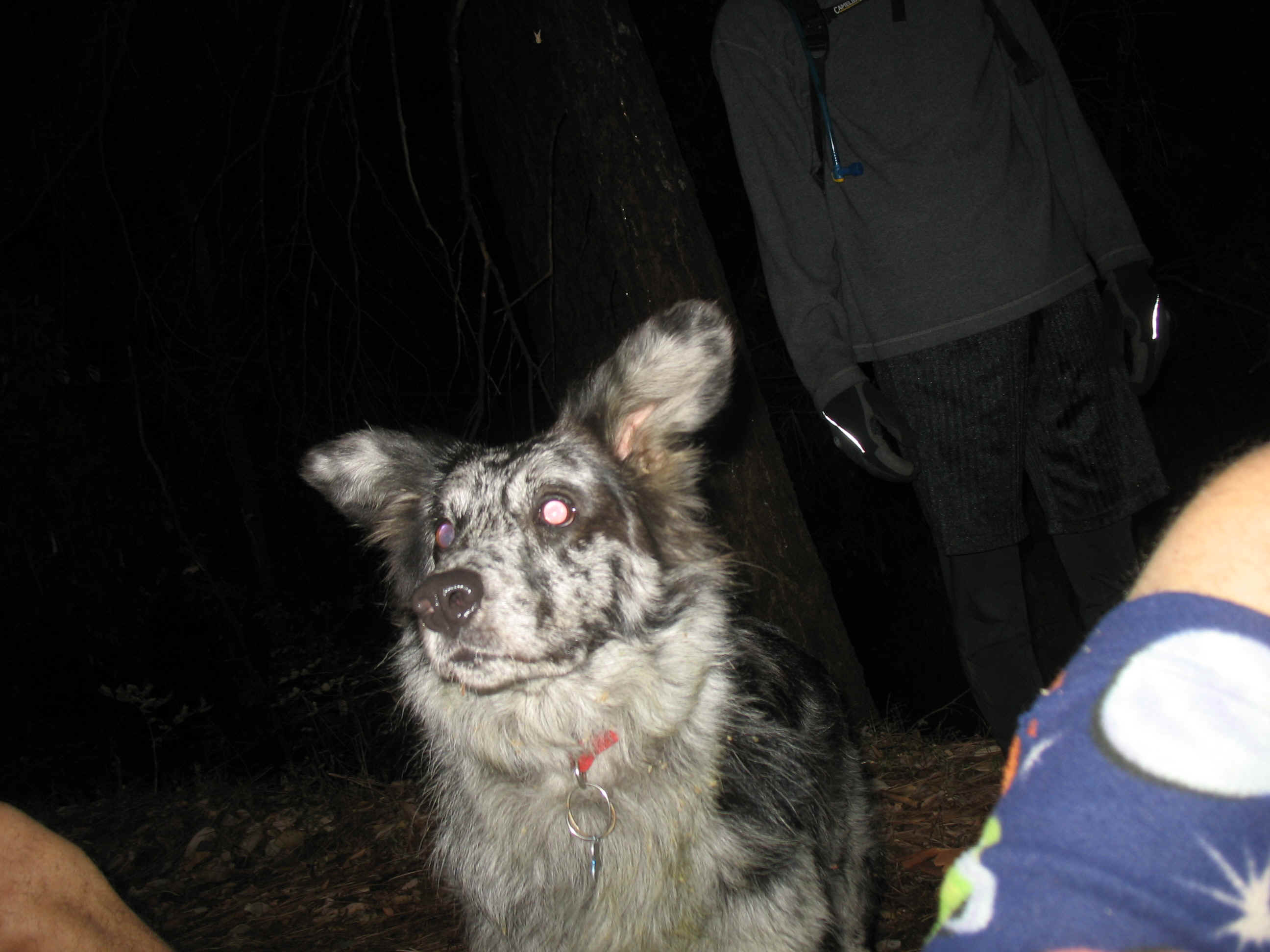 PI-47.JPG (919147 bytes)