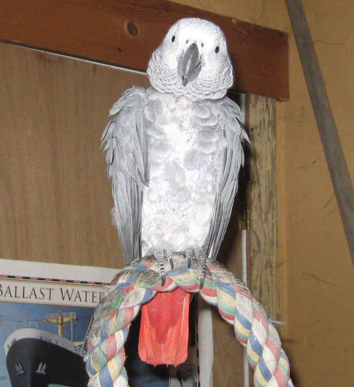 Placebo001.jpg (368337 bytes)