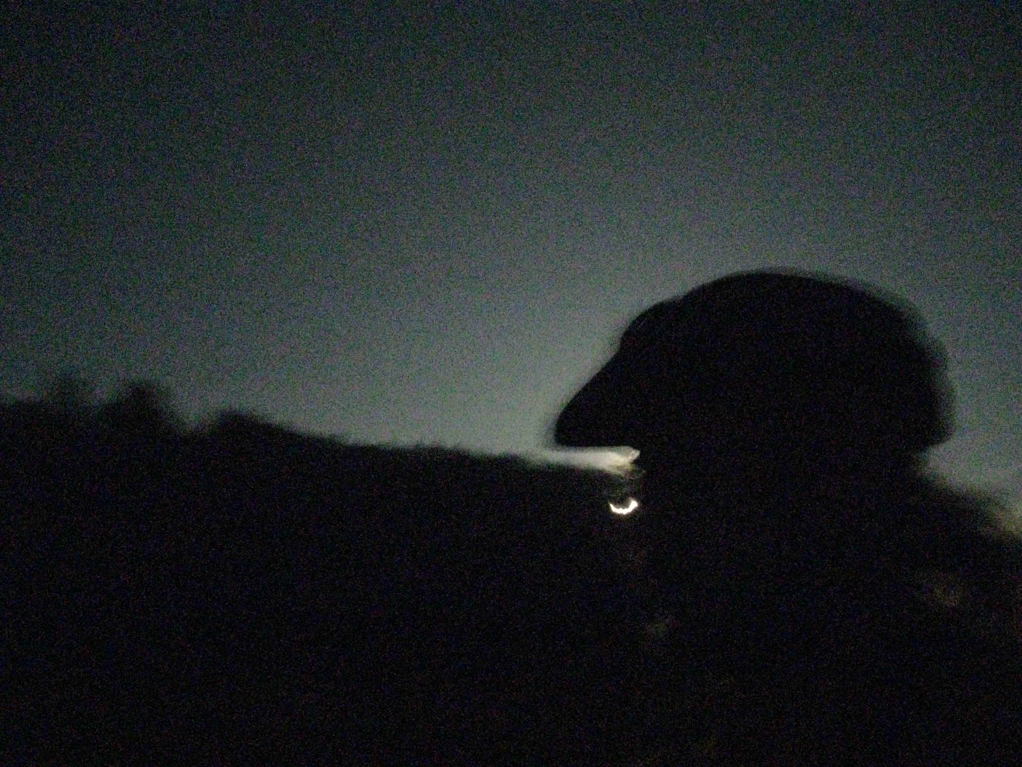 Placebo017.jpg (660066 bytes)