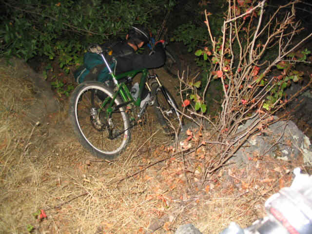 Sept Moon Korte bushes.JPG (98487 bytes)