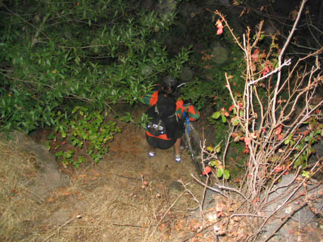 Sept Moon Shawn bushes.JPG (99215 bytes)