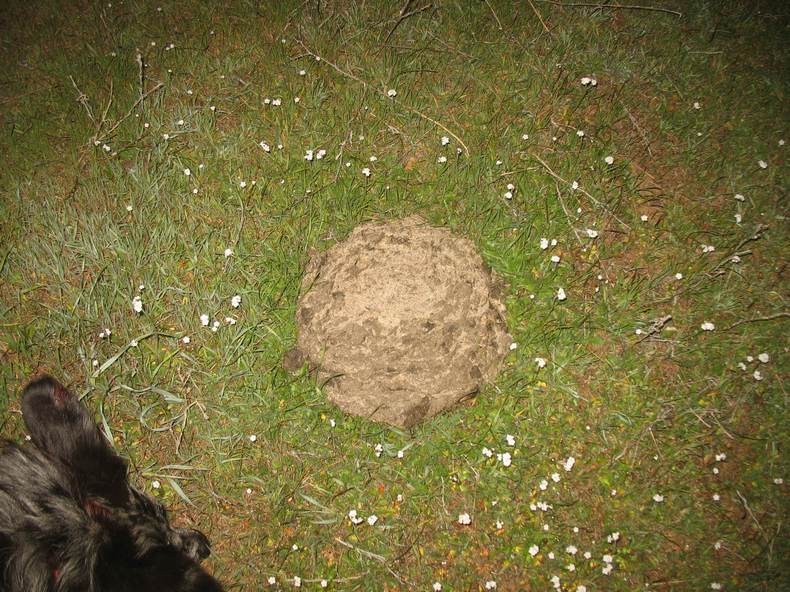 Skunk Run 067.jpg (2523405 bytes)