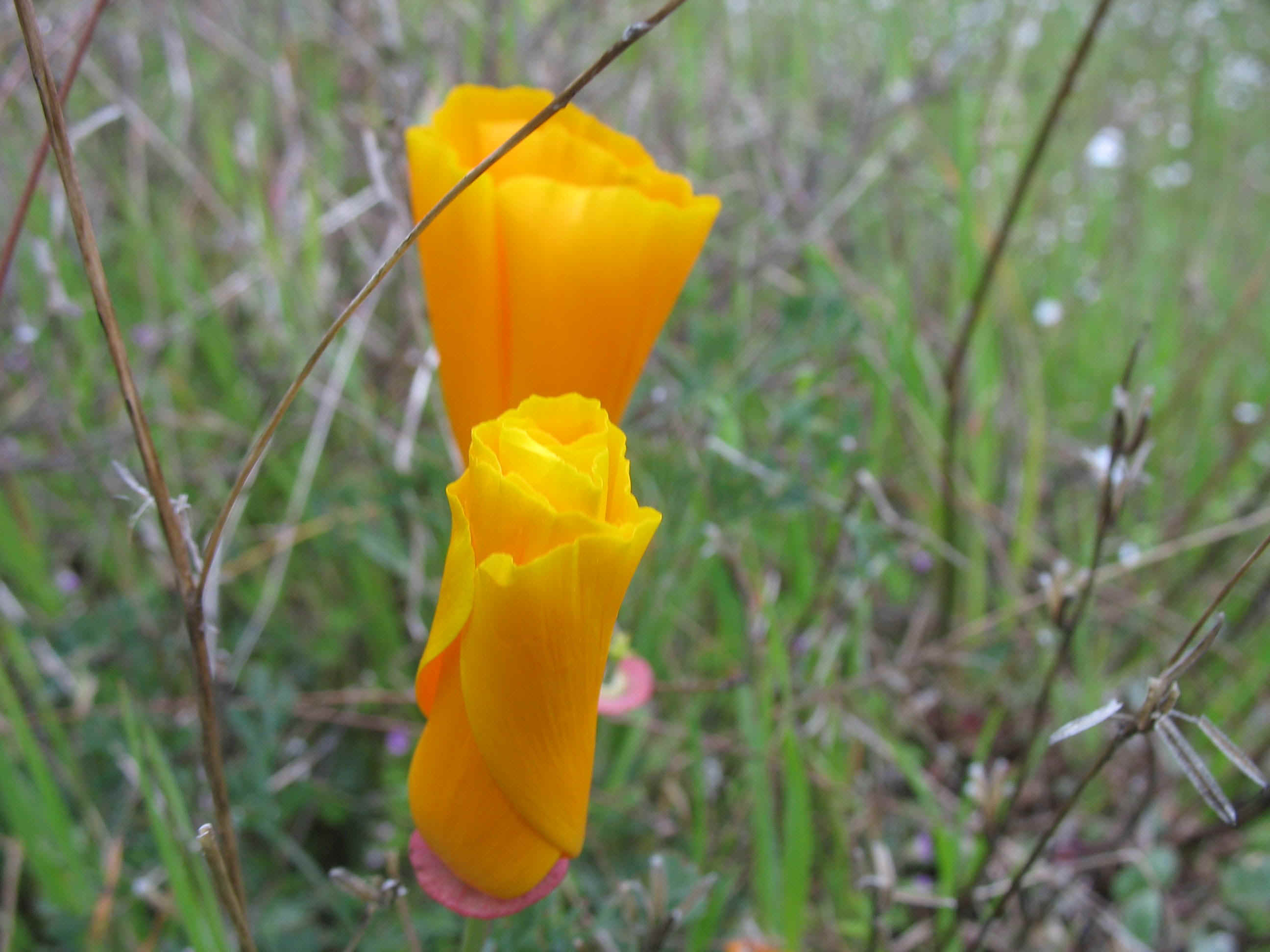 Sleeping poppy.jpg (402650 bytes)