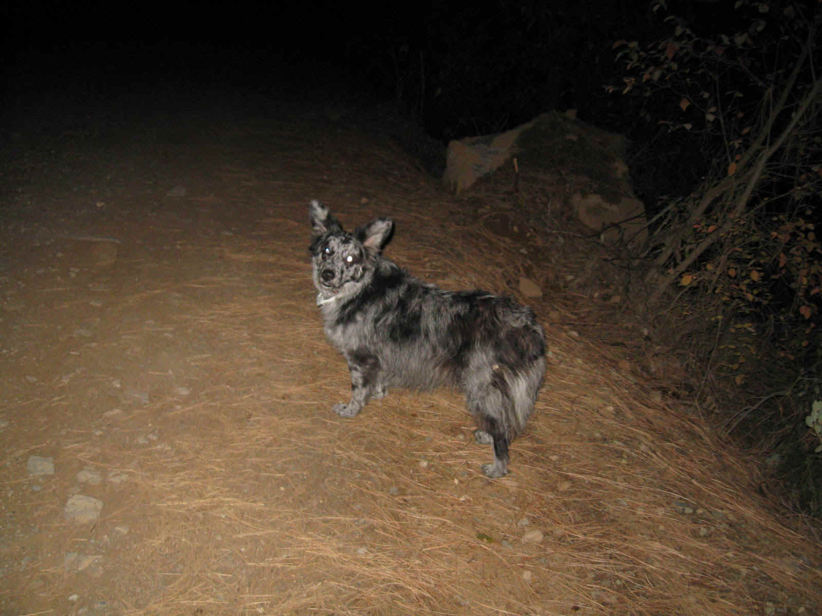 Solo Boggs001.jpg (266332 bytes)