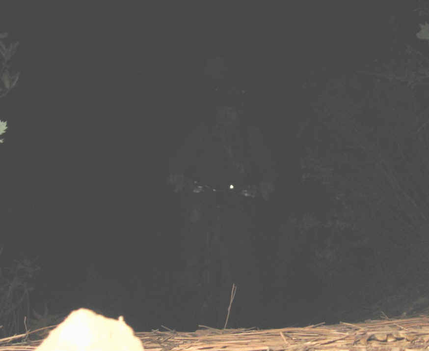 Solo Boggs007.jpg (141052 bytes)
