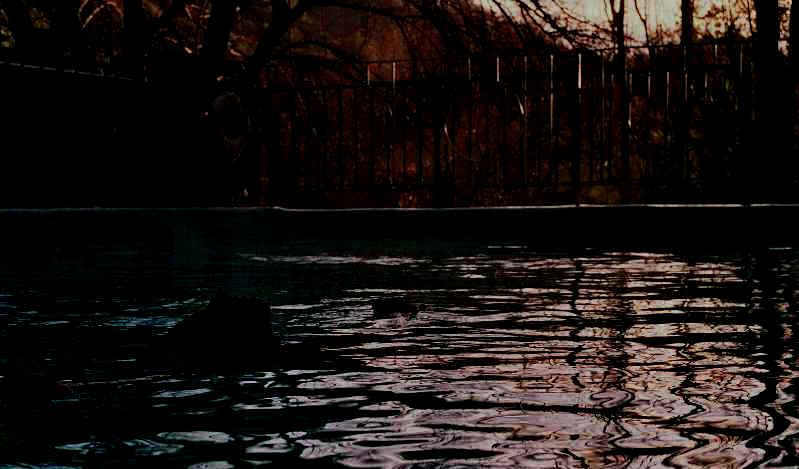 Warm_Pool.jpg (131135 bytes)