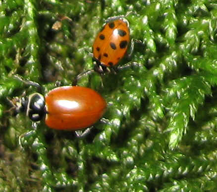 Beeline012.jpg (6191702 bytes)