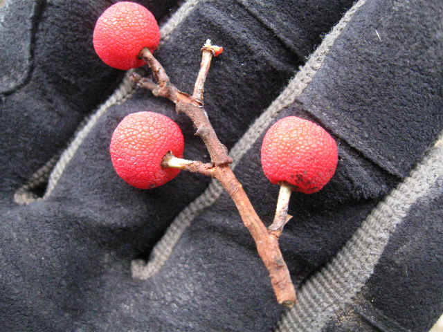 wpe6.jpg (44108 bytes)